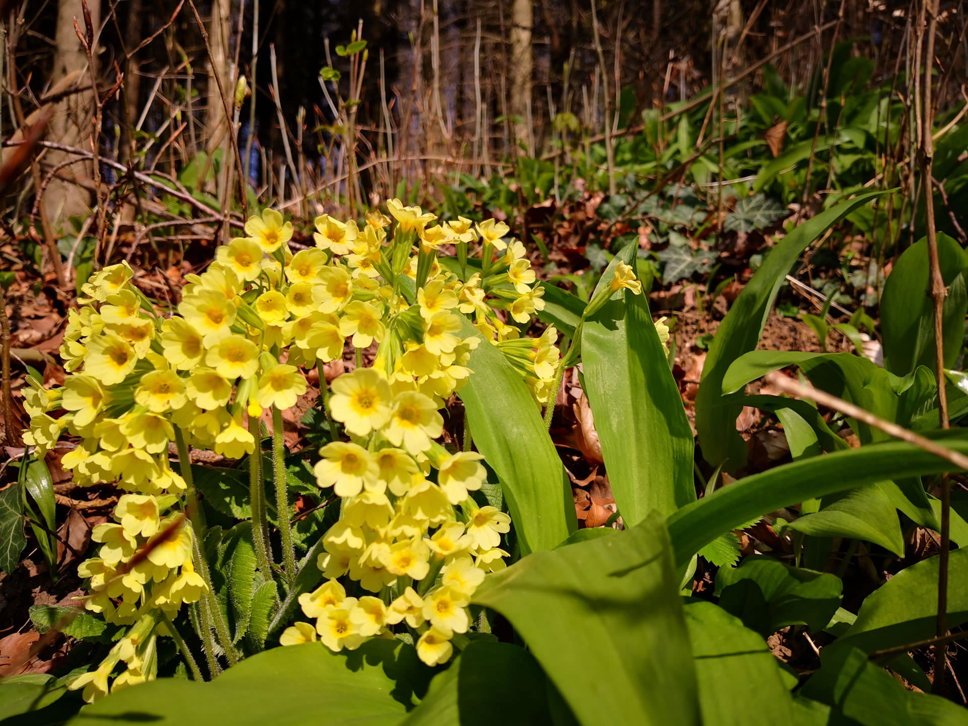 echte Schlüsselblumen